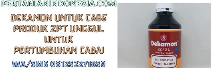 zat pengatur tumbuh,tanaman,cabe,cabai,terbaik